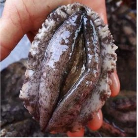 싱싱해 완도 활전복 특대 전복9-11미 1kg