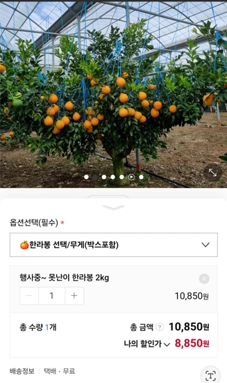 산지직송 제주도 못난이 가정용 한라봉 2kg (8350원/무배)