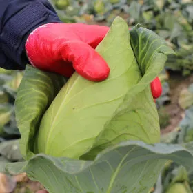 제주산 꼬깔양배추 5kg