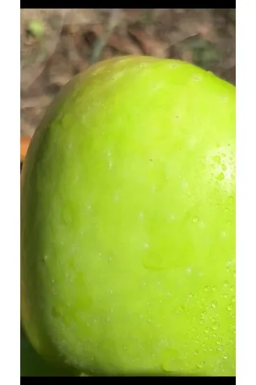 15브릭스 아오리 사과 특품 1kg/2kg/3kg (7,900원)