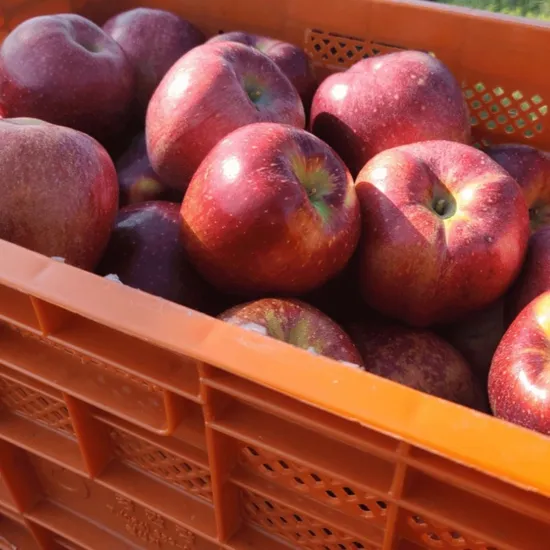 가정용 경북 감홍사과 2kg