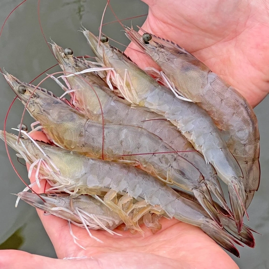 서해안 흰다리새우 1kg(26미 내외)