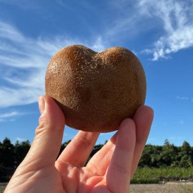 제주 하트 골드키위 3kg 중대과 17과~28과