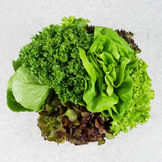 유럽형 샐러드 쌈채소 1kg 4~6종 랜덤 - 식단용 샐러드로 활용 ㄱㄱ (어제 올린건 3종 이상 랜덤, 품목 일부 다름)