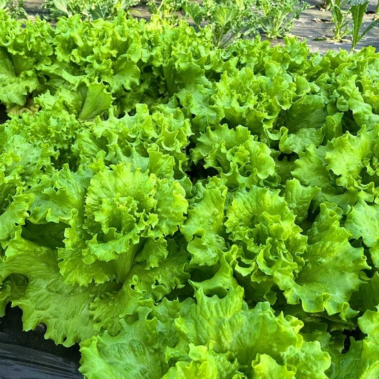 국내산 로메인 상추 2kg