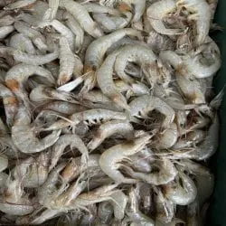 생물 중하새우 1KG 100미