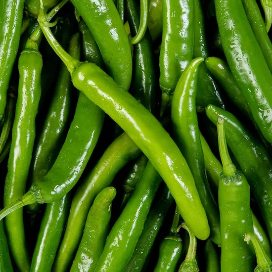 국내산 아삭이 오이고추 1kg