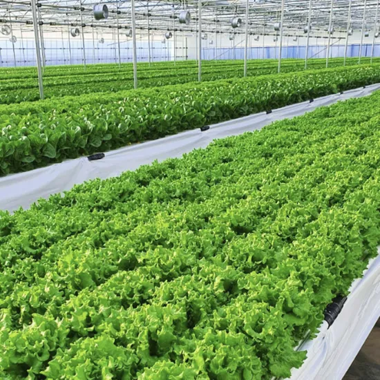 유럽식 샐러드 채소 1kg