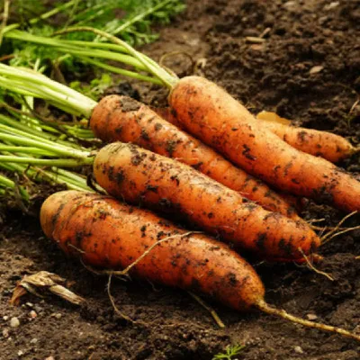 국산 햇 흙당근 2kg 상