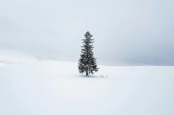 9.16화-9.18목 인천-삿포로 제주항공/진에어