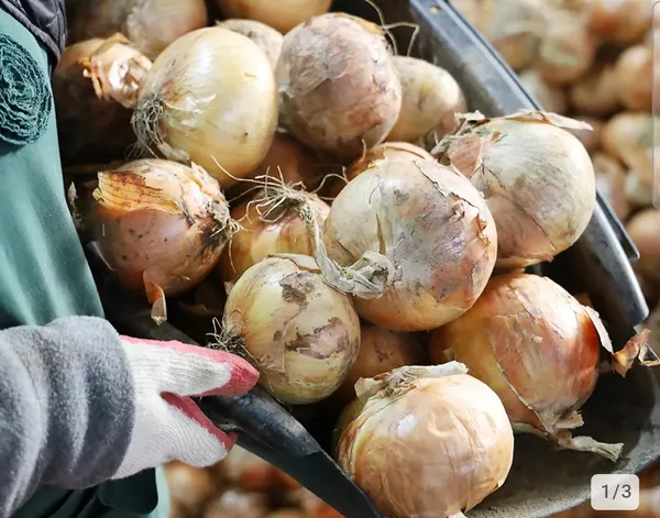 무안 햇 양파 5kg