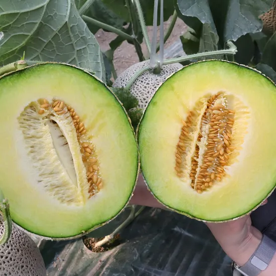 머스크 멜론 2개입 (3.2kg~3.6kg)