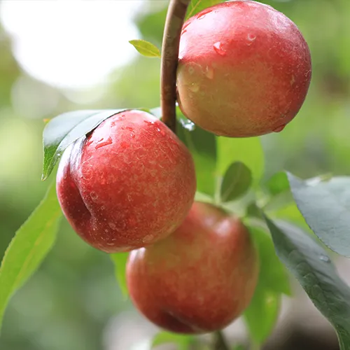 사이소)조생종 신선복숭아 3kg 쿠폰적용시 17,750원!