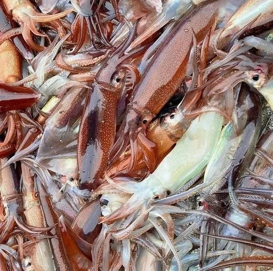 롯데온) 동해안 통오징어 급냉 1kg 16840원 무배