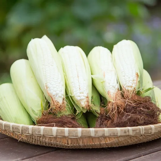 인더마켓) 미백 2호 찰옥수수 20개 15cm내외 15,960원 유배