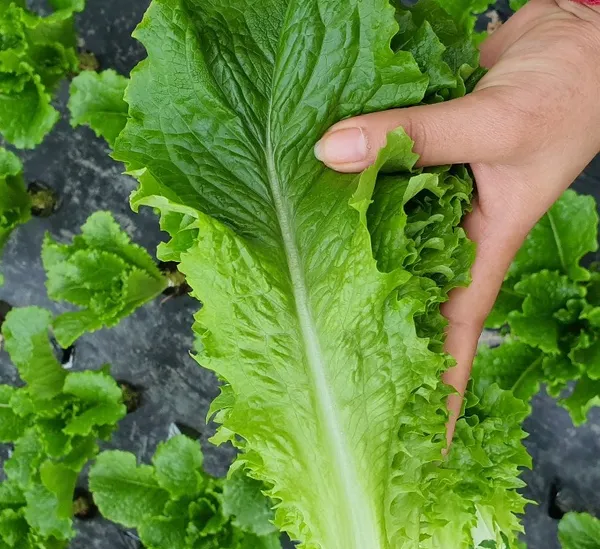 네이버) 사시사철 청상추 아삭이 1kg 8,500원 무배