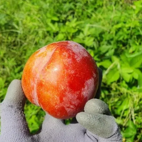 11번가)경북 의성 후무사자두 2kg 농할쿠폰 8,960원 무배