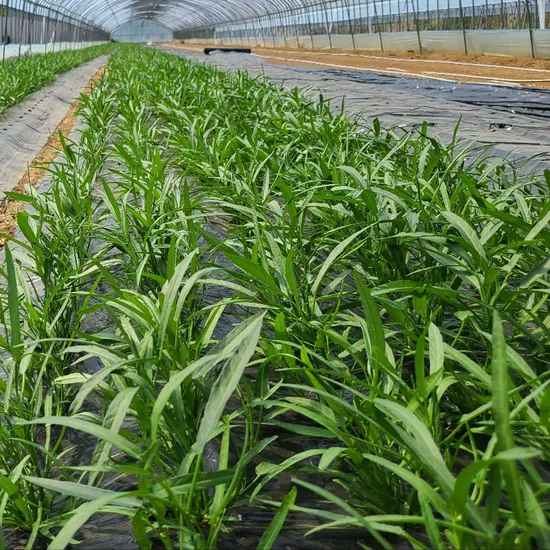 우체국) 매일수확 아삭한 친환경 모닝글로리 입맛 살리는 공심채 1kg 6,900원