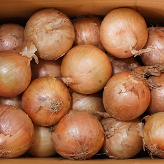 익산 만생종 햇양파 5kg 특상중혼합