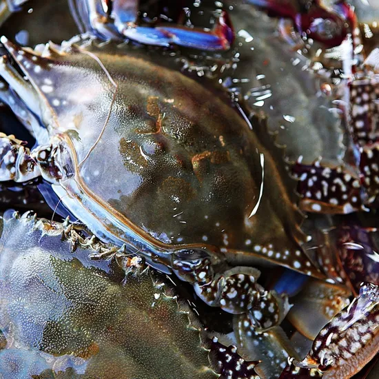 활꽃게 1kg 9900원