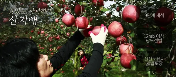 산지애 사과즙 100팩