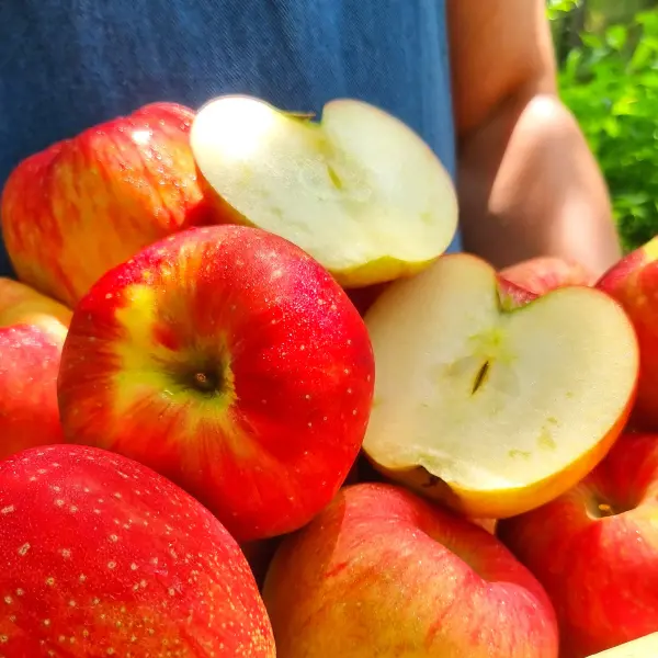 햇 홍로 사과 3kg 소과 21~23과