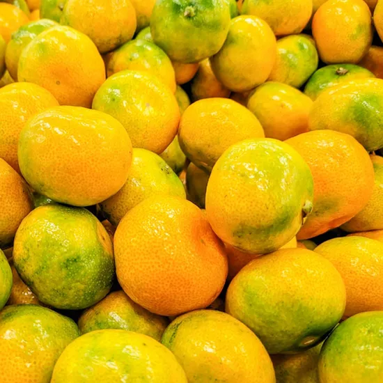 산지직송 제주 서귀포 하우스감귤 2.5kg 대과