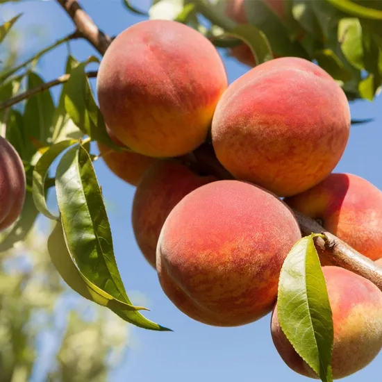청도 복숭아 왕특대과 4kg 16과