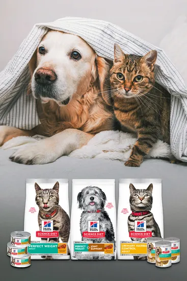 힐스코리아 힐스코리아 어덜트 고양이 헬시 퀴진 치킨 스튜 주식캔 48개