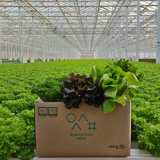 유러피안 샐러드야채 모듬쌈 1kg