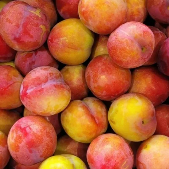 추희자두 1kg 대과 9과 내외