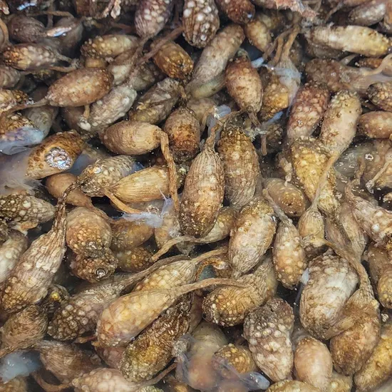 산지직송 제철 오만둥이 3kg