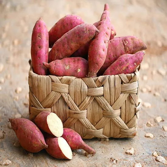 세척 밤고구마 한입 5kg