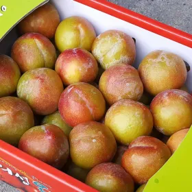 추희자두 2kg 대과 120g내외 12개