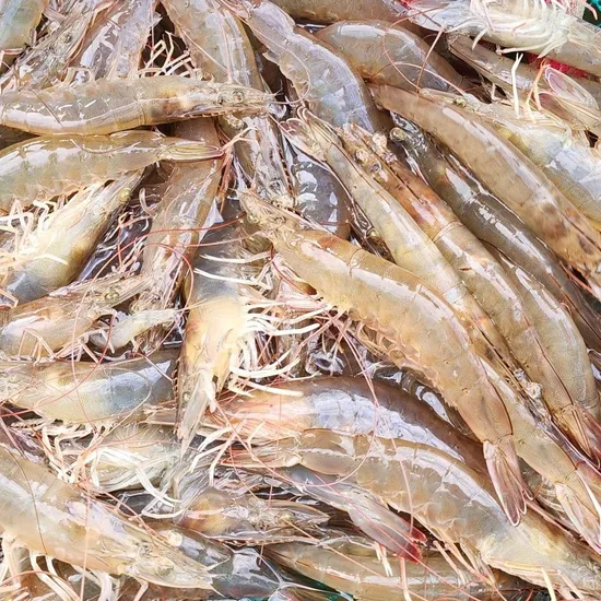 활 흰다리새우 1kg 25미내외