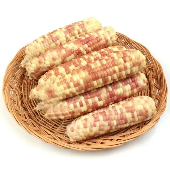 홍찰옥수수 22개 (12~14cm)