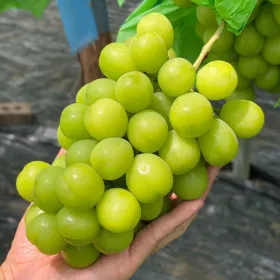 샤인머스캣 2kg 5~6수