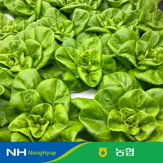 유러피언 샐러드 채소 1kg