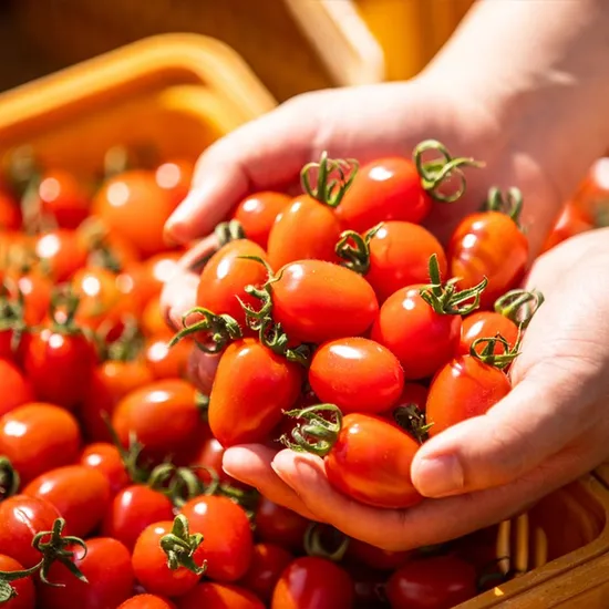 대추 방울토마토 로얄과 2kg