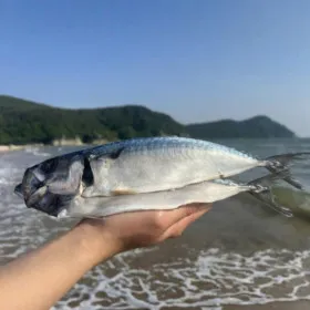 국내산 손질자반 고등어(대) 10마리