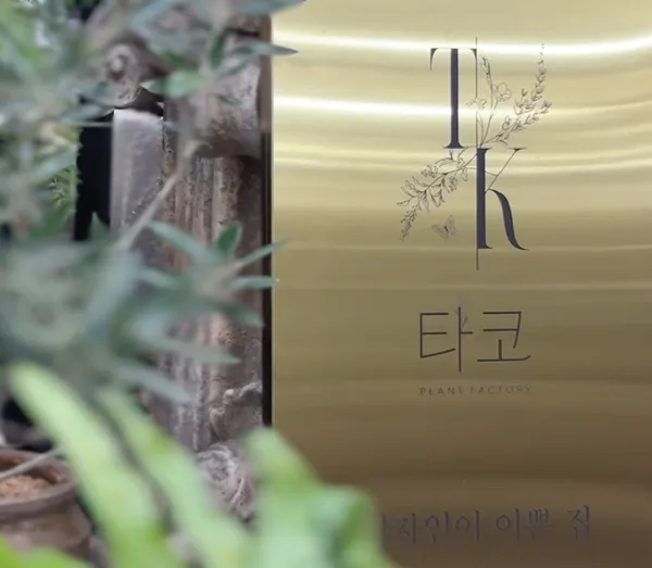 공기정화식물 4종세트 19,800원 무배