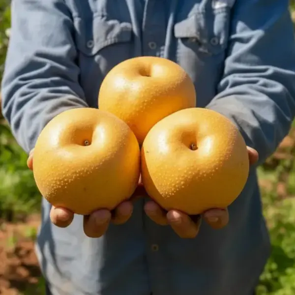 나주배 원황배 3kg내외 9과내외