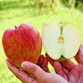 경북 빨간 홍로 사과 햇사과 가정용 4kg (30-36과)