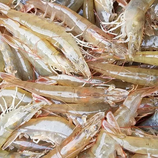 서해안 숫꽃게 2kg (6~10미내외) 17,270원