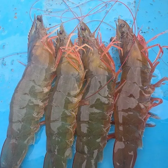 가을 암수혼합 활꽃게 3kg (kg당 3-5미)