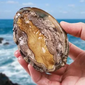 완도 활전복 1kg 12-13미 세척솔 칼 증정