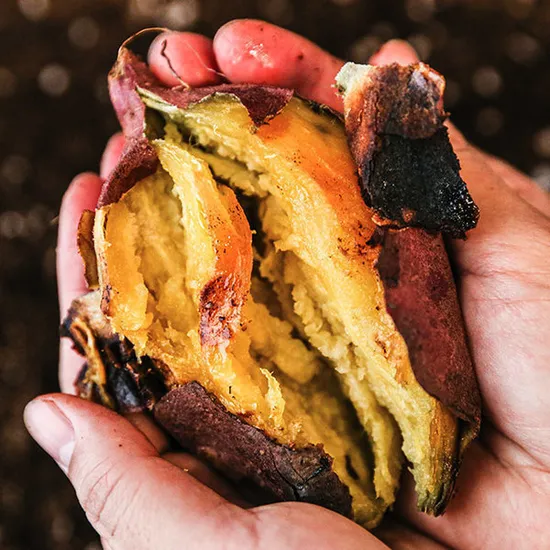 꿀밤고구마 특상 5kg