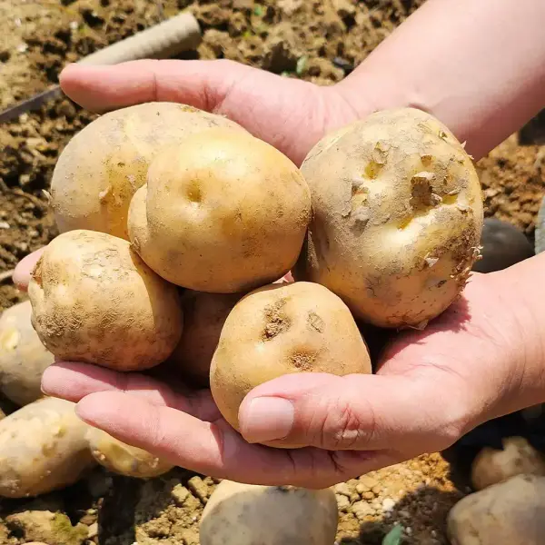 25년 햇 수미감자 3kg