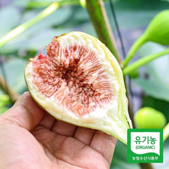 국내산 무화과 550g×2팩