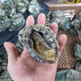 완도 특대 활 전복 1kg 9~10미